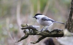 Willow Tit (Poecile montanus)