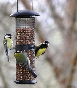 Great Tit (Parus major)