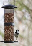 Coal Tit (Periparus ater)