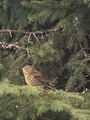 Gulspurv (Emberiza citrinella)