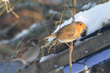 Rødstrupe (Erithacus rubecula)