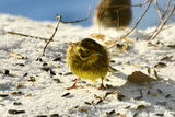 Gulspurv (Emberiza citrinella)