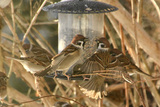 Pilfink (Passer montanus)