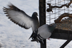 Feral Pigeon (Columba livia domestica)