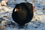 Svarttrost (Turdus merula)