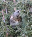 Gråtrost (Turdus pilaris)