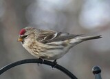 Gråsisik (Carduelis flammea)