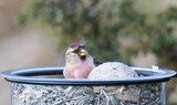 Gråsisik (Carduelis flammea)