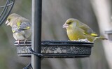 Grønnfink (Carduelis chloris)