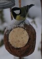 Kjøttmeis (Parus major)