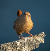 Gjerdesmett (Troglodytes troglodytes)