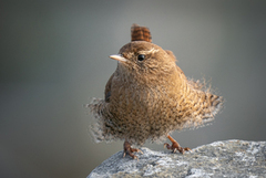 Winter Wren (Troglodytes troglodytes)