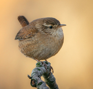 Winter Wren (Troglodytes troglodytes)
