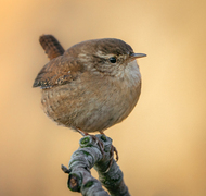 Gjerdesmett (Troglodytes troglodytes)