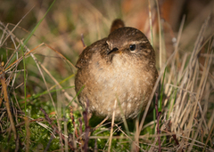 Gjerdesmett (Troglodytes troglodytes)