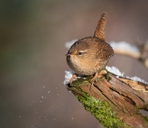 Gjerdesmett (Troglodytes troglodytes)