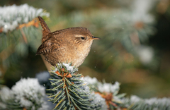 Gjerdesmett (Troglodytes troglodytes)