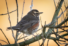 Redwing (Turdus iliacus)