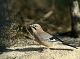 Nøtteskrike (Garrulus glandarius)