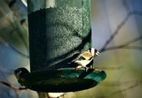 Stillits (Carduelis carduelis)