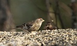 Gråsisik (Carduelis flammea)