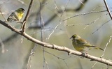 Grønnfink (Carduelis chloris)