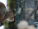 Ekorn (Sciurus vulgaris)