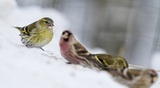 Grønnsisik (Carduelis spinus)