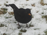 Svarttrost (Turdus merula)