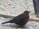 Svarttrost (Turdus merula)