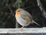 Rødstrupe (Erithacus rubecula)