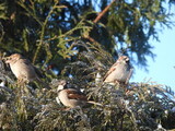 Gråspurv (Passer domesticus)