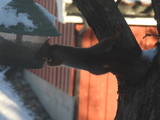 Ekorn (Sciurus vulgaris)