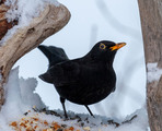 Svarttrost (Turdus merula)