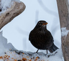 Svarttrost (Turdus merula)