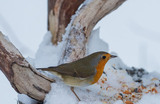 Rødstrupe (Erithacus rubecula)