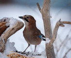 Nøtteskrike (Garrulus glandarius)