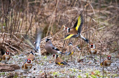 European Goldfinch (Carduelis carduelis)