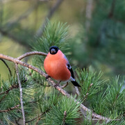 Eurasian Bullfinch (Pyrrhula pyrrhula)