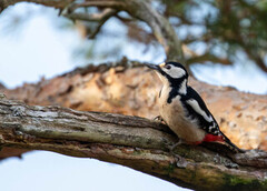 Great Spotted Woodpecker (Dendrocopos major)