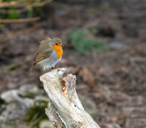 Robin (Erithacus rubecula)