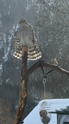 Eurasian Sparrowhawk (Accipiter nisus)