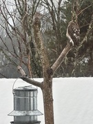 Eurasian Sparrowhawk (Accipiter nisus)