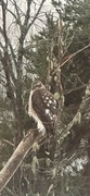 Eurasian Sparrowhawk (Accipiter nisus)