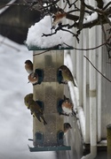 Bjørkefink (Fringilla montifringilla)