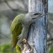 Grey-headed Woodpecker (Picus canus)