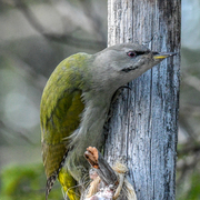 Gråspett (Picus canus)