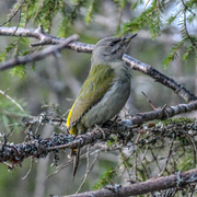 Gråspett (Picus canus)