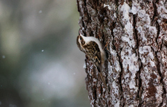 Trekryper (Certhia familiaris)