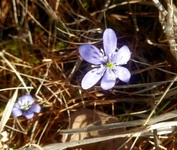 Blåveis (Hepatica nobilis)